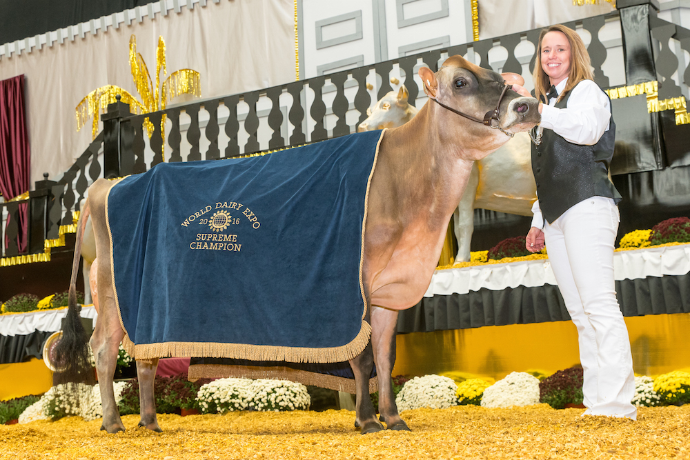 Musgie Iatola Martha-ET, Jersey cow is owned by MilkSource Genetics of Kaukauna, was named Supreme Champion at the 50th Anniversary of World Dairy Expo. The Bullvine photo.