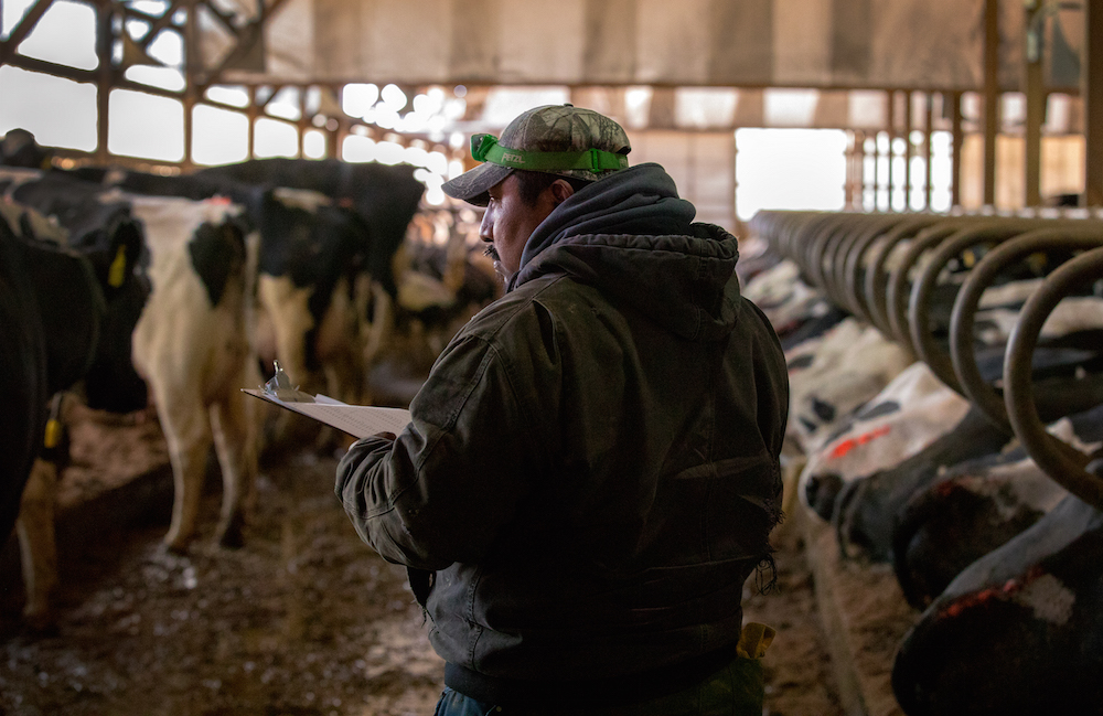 Guillermo Ramos vaccinates dairy cows in the freestall barn of a dairy farm in northern Buffalo County, Wis. on March 8, 2017. The 40-year-old, Mexican-born farm manager has worked on the farm for almost 20 years. His boss, Nora Gilles, says he is integral to the operation of the dairy. Photo by Coburn Dukehart / Wisconsin Center for Investigative Journalism