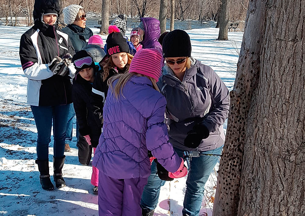 Students help tap a maple tree during a school district visit to 1000 Islands Environmental Center. As the have each spring for decades, they were participating in the Sugar Bush program where they learned about maple syrup making. Kaukauna Area School District photo.