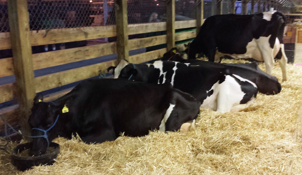 File photo, cows, Kaukauna