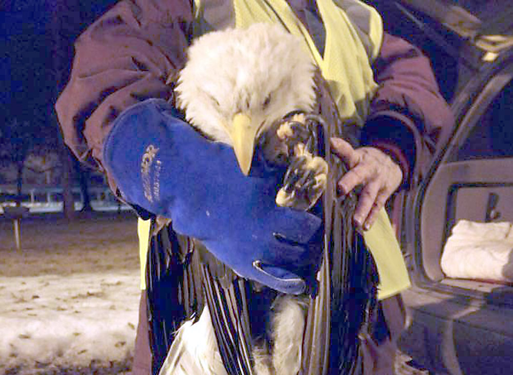Animal handlers capture an eagle that had been found on the ground in Kaukauna's La Follette Park. KPD photo.