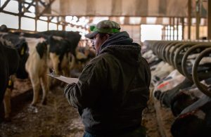 Guillermo Ramos vaccinates dairy cows in the freestall barn of a dairy farm in northern Buffalo County, Wis. on March 8, 2017. The 40-year-old, Mexican-born farm manager has worked on the farm for almost 20 years. His boss, Nora Gilles, says he is integral to the operation of the dairy. Photo by Coburn Dukehart / Wisconsin Center for Investigative Journalism