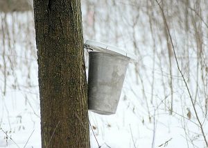 Tapping maple sap. File photo