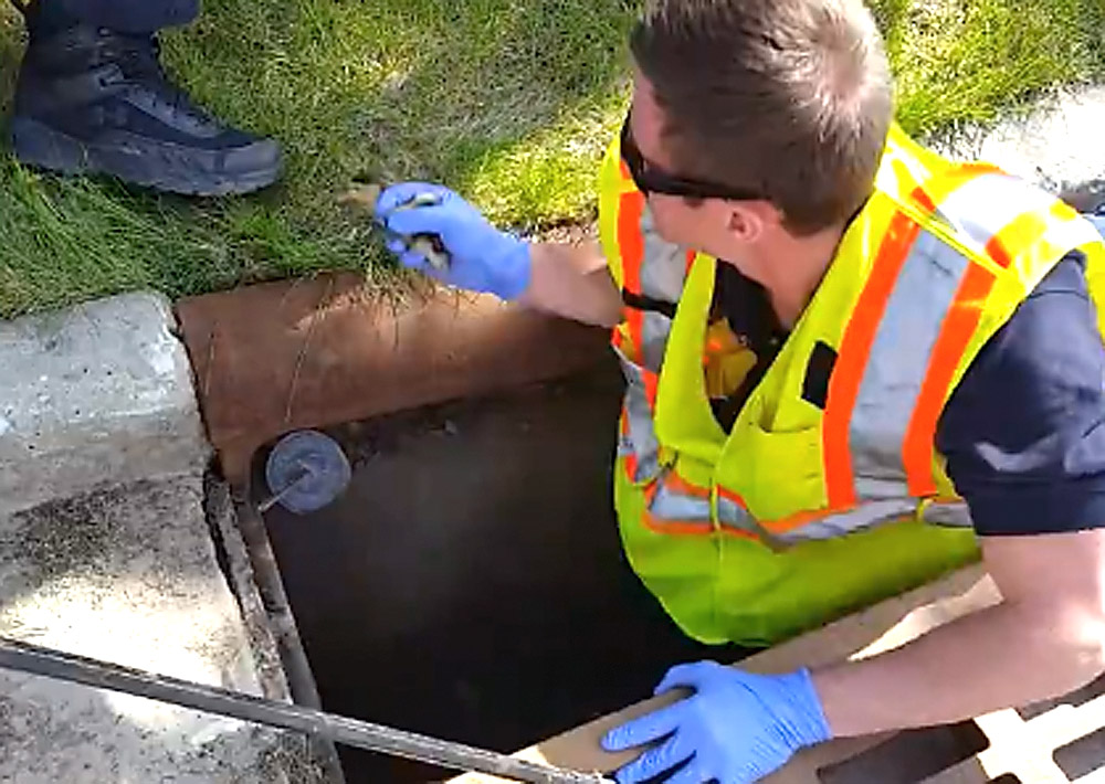 A Kaukauna firefighter rescues ducklings from a storm sewer on May 8, 2017. KFD photo,