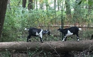 Goats are being used to clear invasive plants at 1000 Islands Environmental Center in Kaukauna.