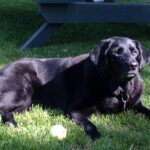 Work set to begin on Outagamie County dog park
