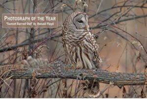 1st Place, Photograph of the Year, "Sunset Barred Owl" - Ronald Floyd