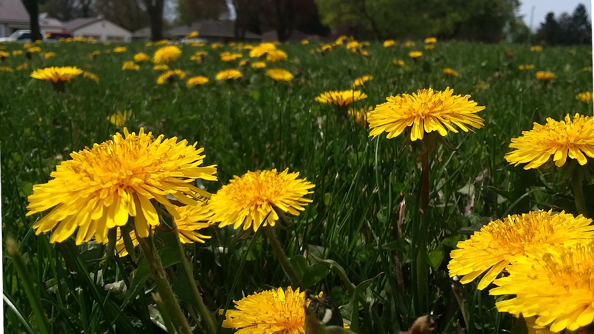Dandelion's available for pollinators during No Mo May. Dan Plutchak photo.
