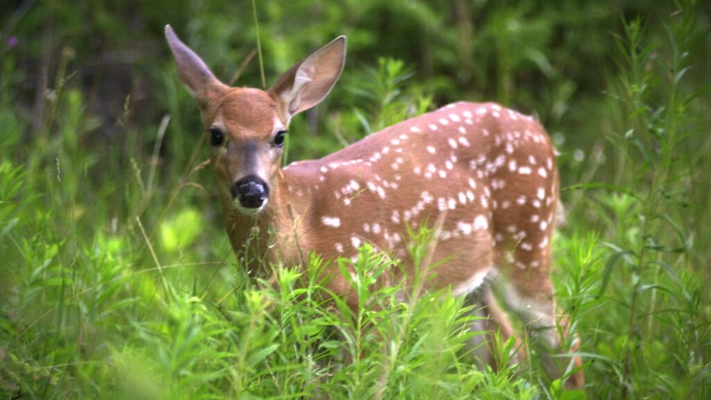 City of Kaukauna seeking wildlife photos for 2022 calendar - Kaukauna ...