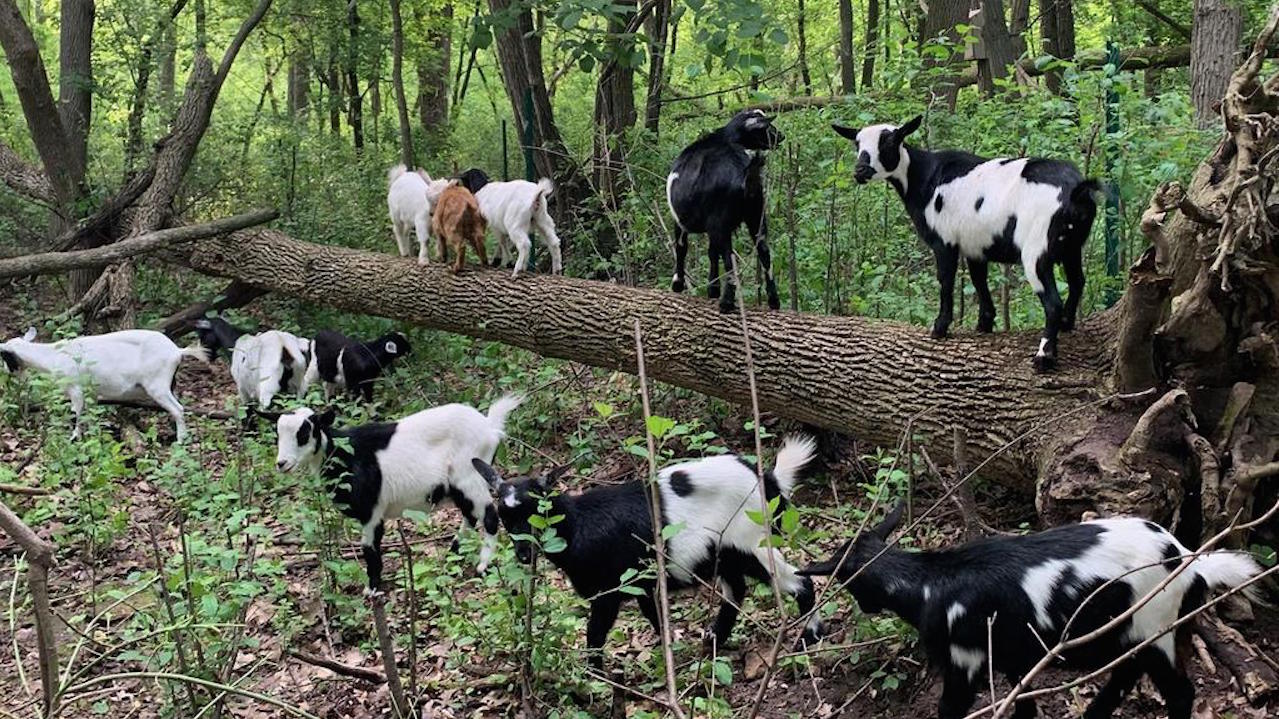 Goats are being used to clear invasive plants at 1000 Islands Environmental Center in Kaukauna. Mulberry Lane Farm photo