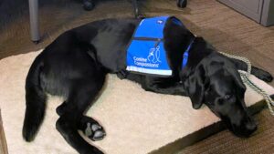 Edison the IV, a 2-year-old black labrador retriever, will provide emotional support and well-being in the Appleton community.
