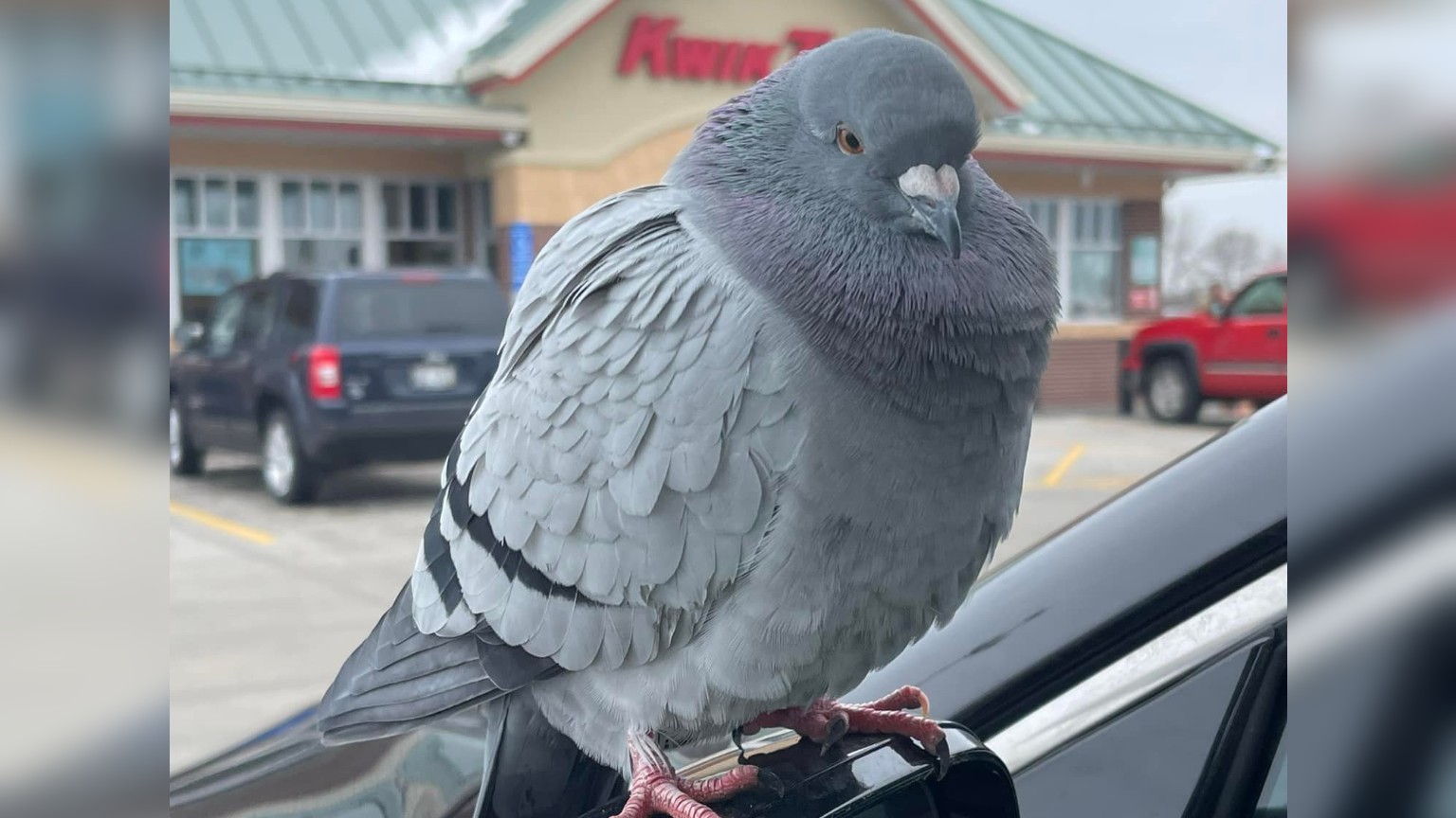 Tanya Pfeiffer posted this photo to social media of the Qwik Trip friendly pigeon perched on her car.
