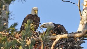 Nesting bald eagles. Photo by Steve Fisher via Wisconsin DNR