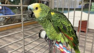 After 40 years of delighting visitors at the 1000 Islands Environmental Center in Kaukauna, Jabber the parrot now needs help with his growing medial bills.