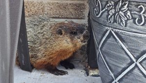 A wayward woodchuck had somehow made its way to the front entrance of the store where it cowered in the corner behind a chair.