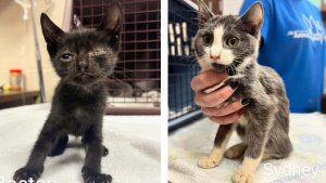 The Fox Valley Humane Association assisted Friday with the rescue of 124 cats and is now looking for new homes for the felines.