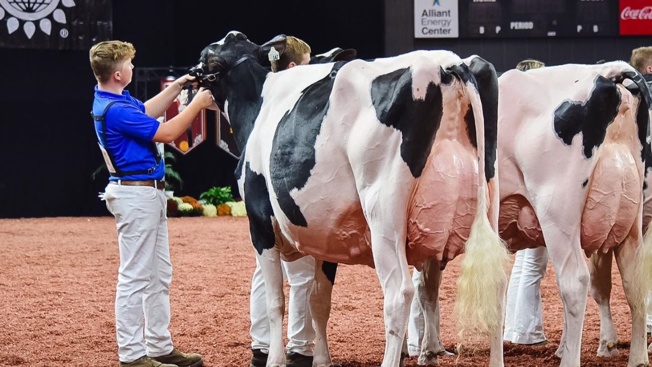 Dappleview Tatoo Ella, owned by Tristen Ostrom of Kaukauna, was named Intermediate Champion and Reserve Grand Champion last week of the International Junior Holstein Show at the World Dairy Expo in Madison.