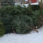 Ready to discard your real Christmas tree? Here are some options