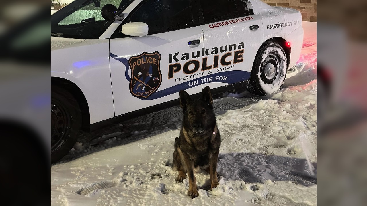 Bodo, a German Shepard K-9 with the Kaukauna Police Department, turned 5-years-old last Saturday.