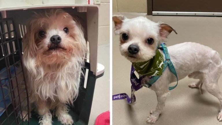 28 dogs, many malnourished, rescued from Calumet County hoarder - Fox ...