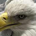 Bald eagle dies of lead poisoning after being shot in the beak in Dane County