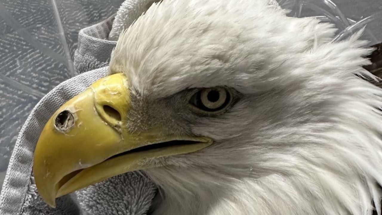 This photograph of the bald Eagle from Hoo's Woods Raptor Center shows where the bald eagle was shot in the beak.