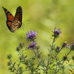 Kaukauna moves beyond No Mow May; Here’s what you can do to protect pollinators