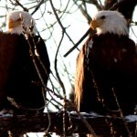 Now is the peak time for bald eagle viewing