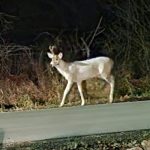 As this year’s deer hunt approaches, a reminder that Kaukauna’s albino deer is protected