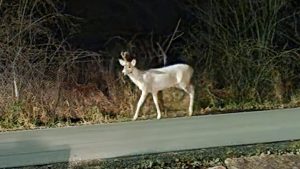 An all-white deer photographed Nov. 14, 2024 in Kaukauna by Kaukauna Community Group member Mickels Mick.