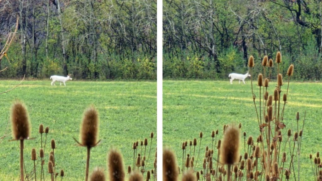 <em>An all-white deer photographed Nov. 10, 2024 in Kaukauna by Kaukauna Community Group member Dawn Wege.</em>