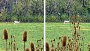 An all-white deer photographed Nov. 10, 2024 in Kaukauna by Kaukauna Community Group member Dawn Wege.