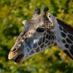 Giraffe dies after fall at Racine Zoo