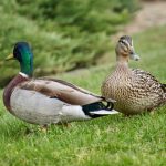 Waterfowl from die off in Little Chute pond being tested for bird flu