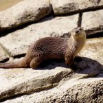 River otters that escaped from Green Bay area zoo appear to be enjoying their freedom