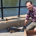 Drivers beware; snapping turtles are on the move near the Fox River in Kaukauna
