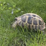 UPDATE: Fig the pet tortoise that escaped from its yard in Grand Chute has been found safe