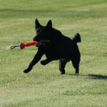 Pet friendly National Night Out Tuesday in Wrightstown