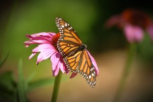 Monarch migration under way, following Fox River on return journey to Mexico