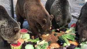 Bears frolic in autumn leaves at Wisconsin sanctuary for abused and abandoned wild animals