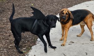 Kaukauna Dog Park ‘Spooktacular’ set for Sunday