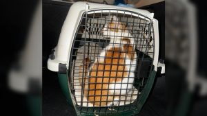 ‘We need to get better’ Kaukauna police respond to stray cat incident posted to social media