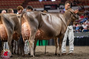 Kaukauna’s Milk Source Genetics has two first-place winners at World Dairy Expo