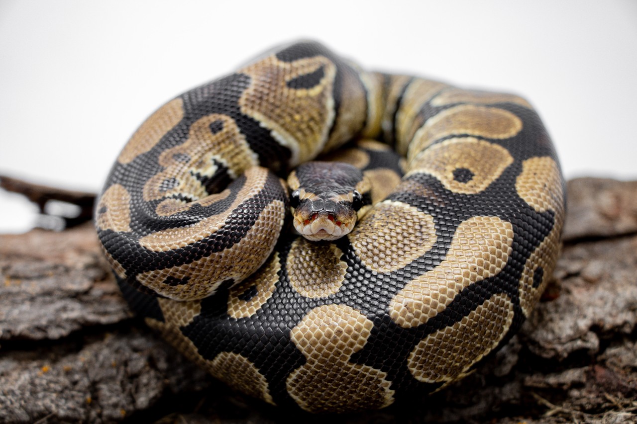 Ball python J&R Aquatics