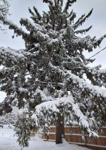 Exploding trees? Not exactly