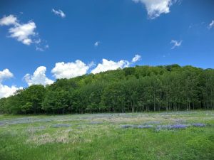 New London’s Mosquito Hill Nature Center host open house for new wing