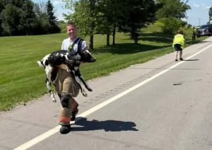 80 calves safe after pickup pulling trailer catches fire